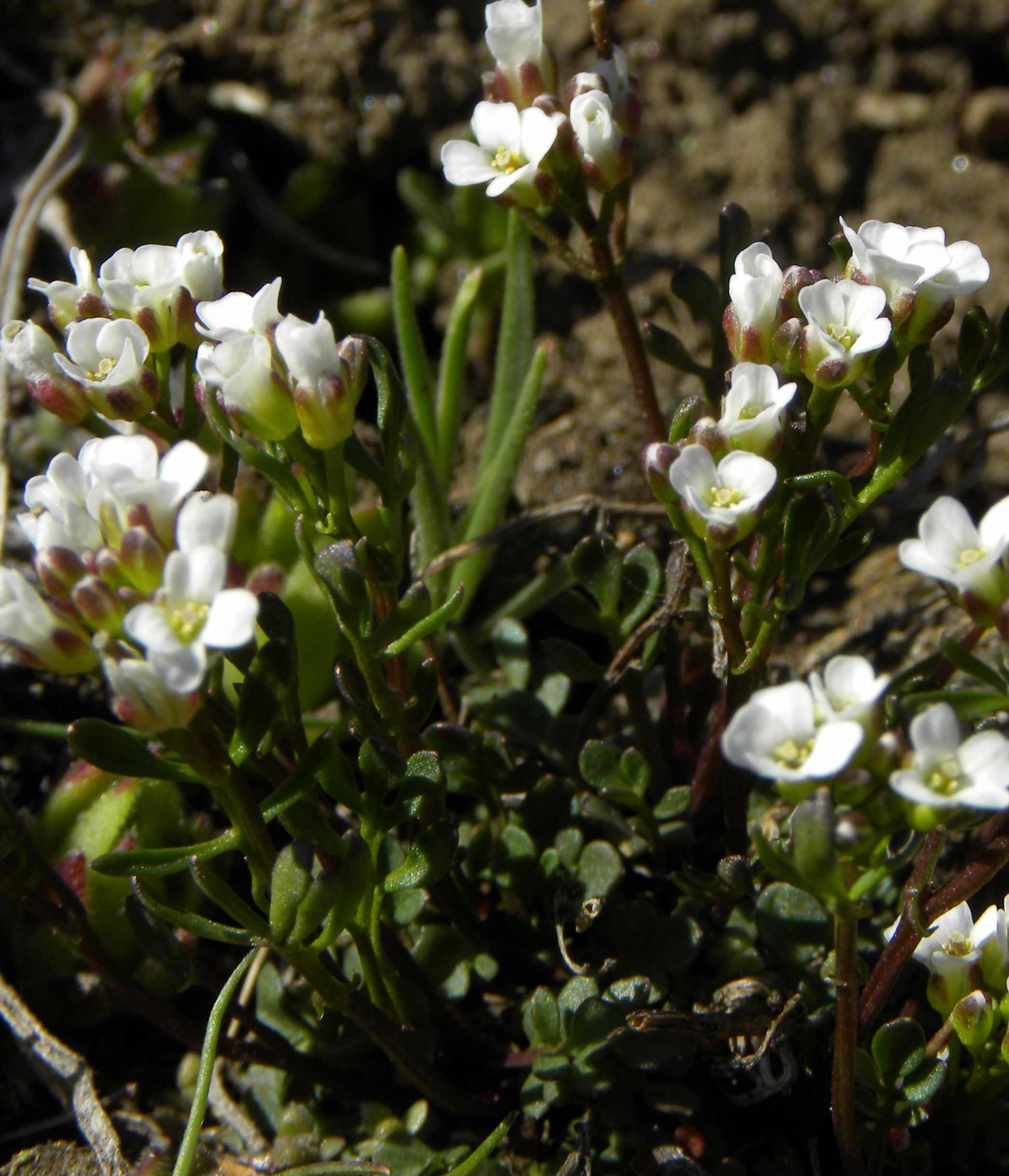 piantina piccolissima : Cardamine resedifolia